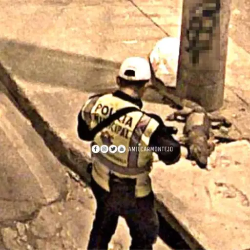 Foto: PMT capitalina