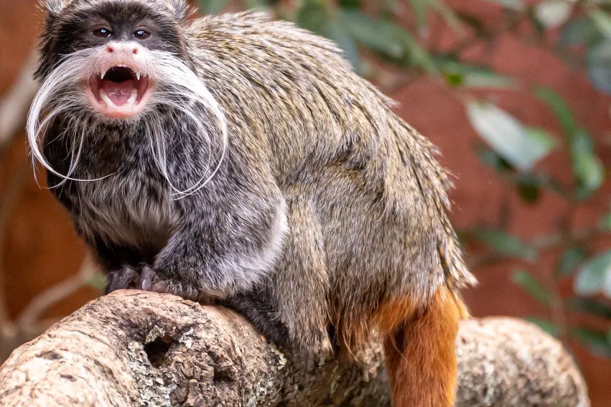 Foto: Zoológico La Aurora 