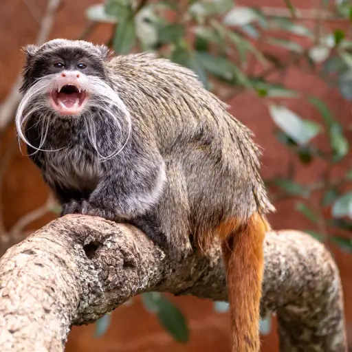 Foto: Zoológico La Aurora 