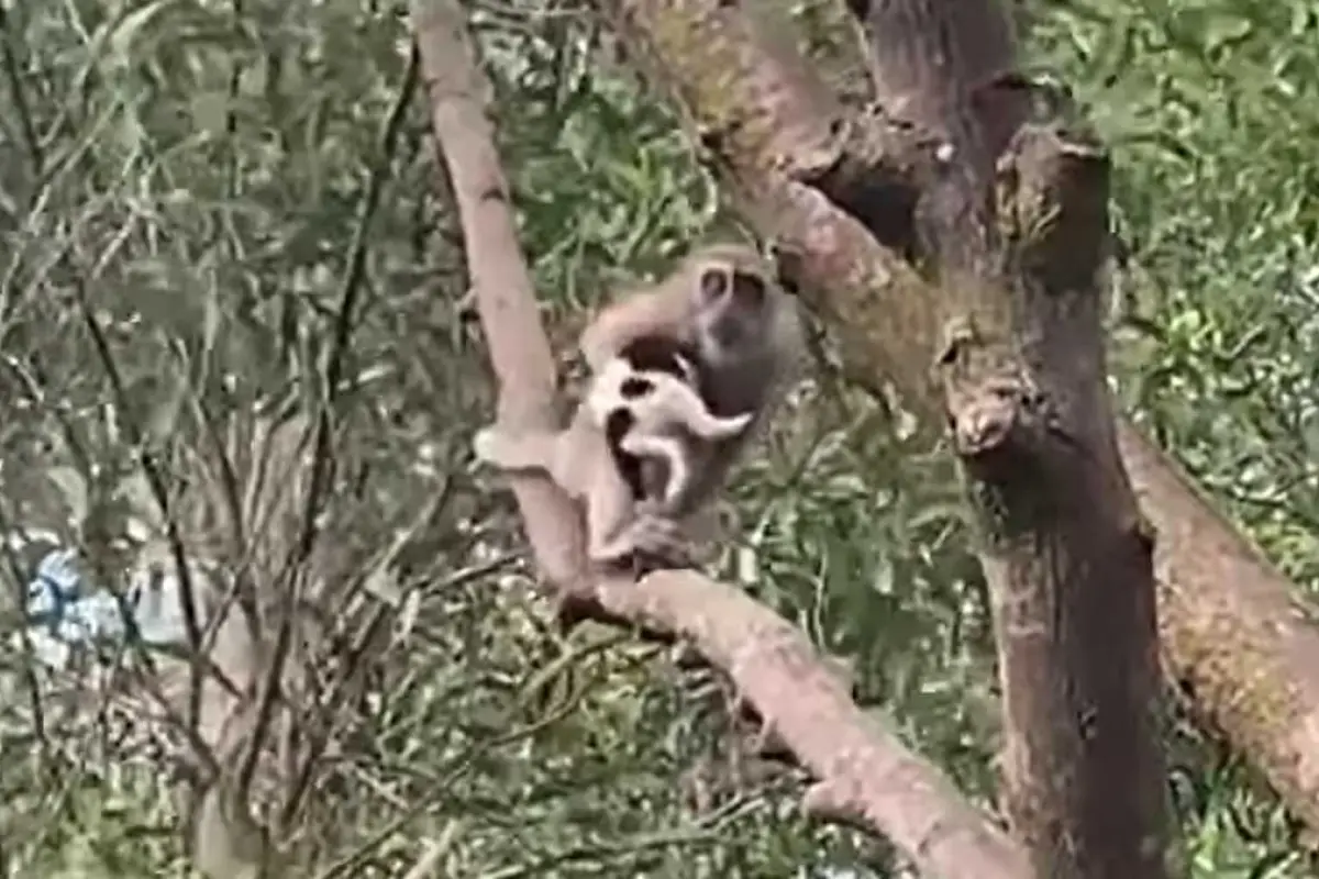 mono-perro-rapto, 