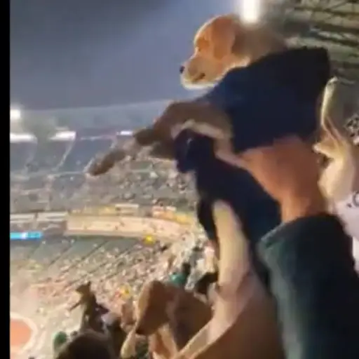 perros-en-juego-del-seattle-mariners-emisoras-unidas- ,