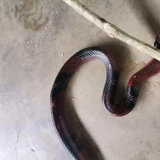 Foto: Bomberos Departamentales 