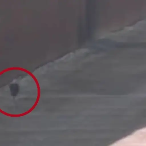 Captura de pantalla 2021-10-30 a la(s) 2.43.54 PM ,