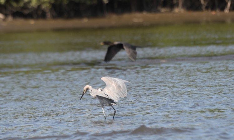 aves-pacífico-gt-2 | 