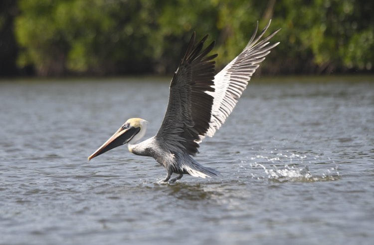 aves-pacífico-gt-1 | 