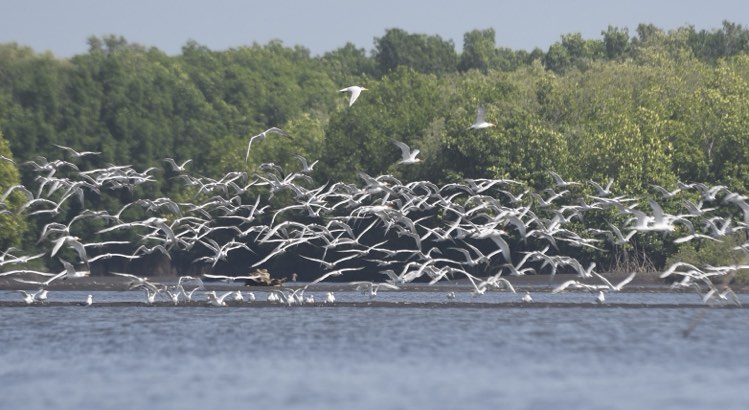 aves-pacífico-gt- | 