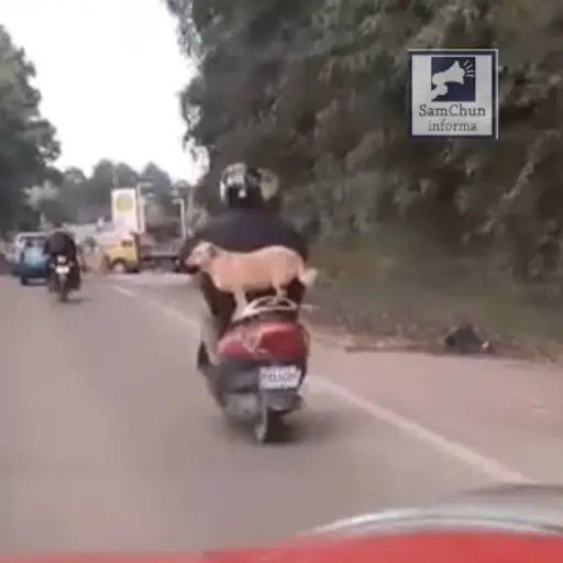 perro en moto-Cobán ,