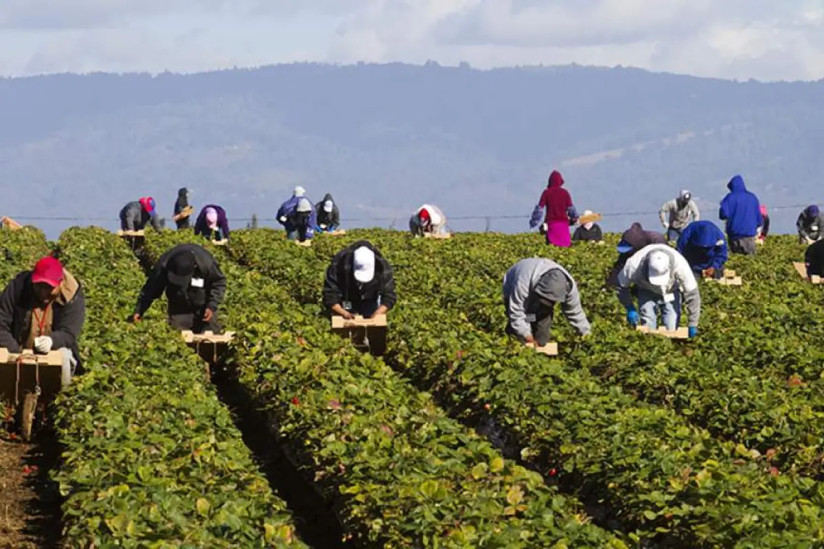 trabajadores-agricolas-canadá, 