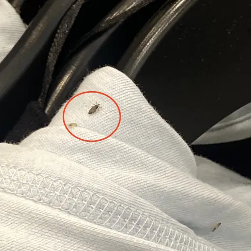 Foto: Twitter/@Madesonee_.