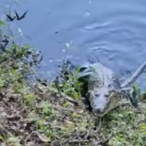 Captura de pantalla video Facebook. 