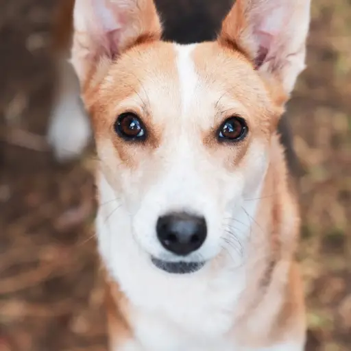 Échame una Pata Ciudad Cayalá ,