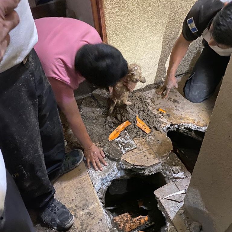 rescate de perrito zona 25 fotos bomberos voluntarios (2) | 