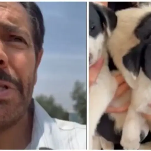 Eugenio Derbez adopción perros ,
