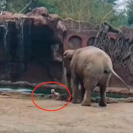 Captura de pantalla video TikTok.