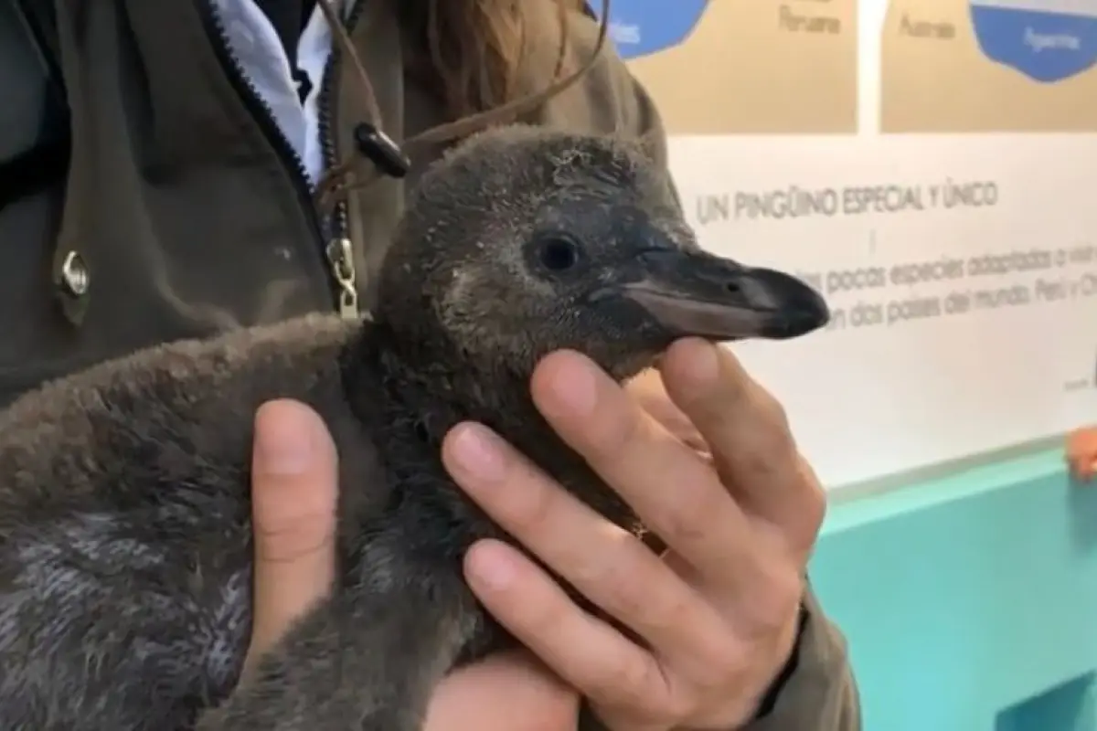 pingüino Zoológico La Aurora, 