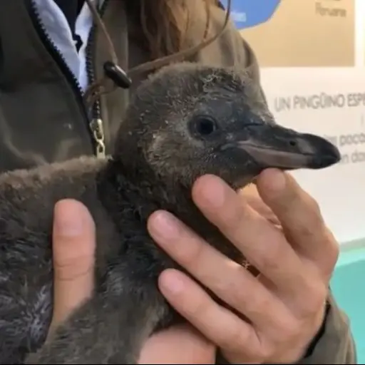 pingüino Zoológico La Aurora ,