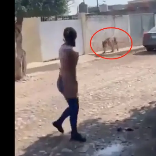 Vecinos captan a tigre de bengala deambulando por calles ,
