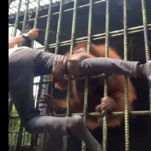 Captura de pantalla video. 