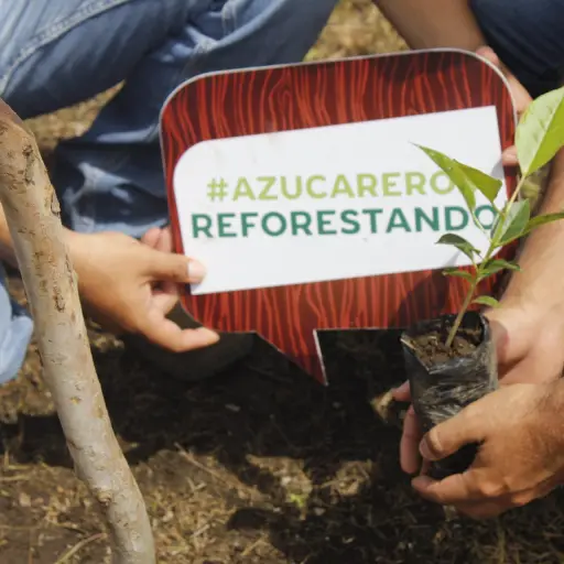 Ingenios azucareros sembraran 900 mil arboles ,