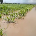 El MAGA recomendó la limpieza de canales para evitar inundaciones en cultivos. ,Archivo.