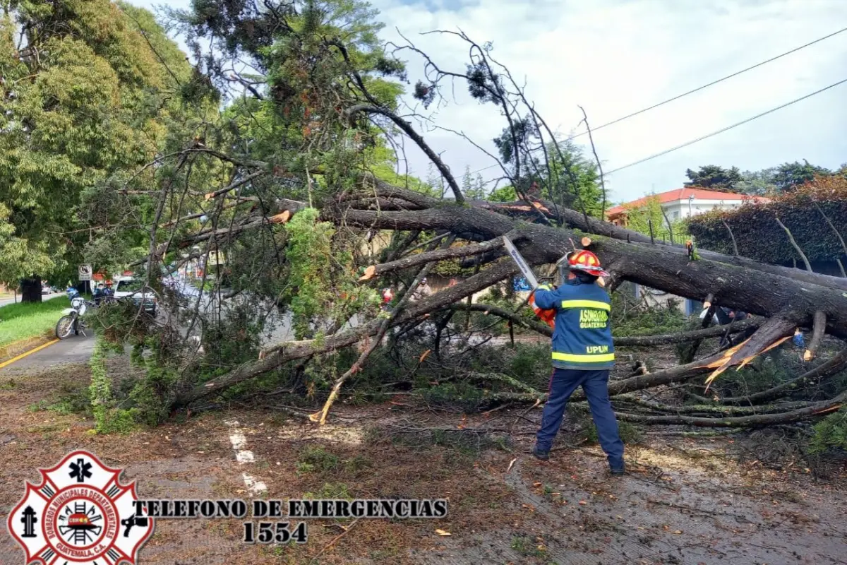 Árbol caído en Km. 30 de ruta Interamericana.