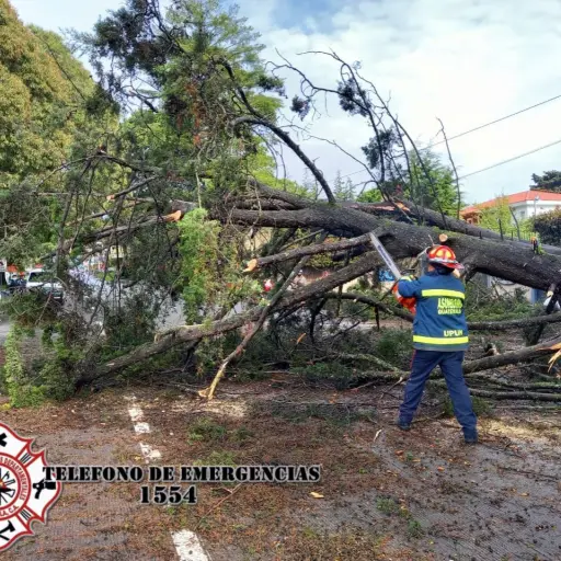 Árbol caído en Km. 30 de ruta Interamericana.