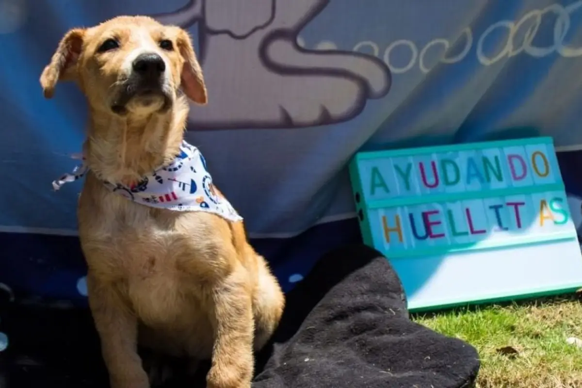 Ayudando a Huellitas perros, 