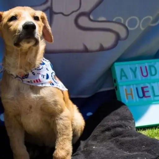 Ayudando a Huellitas perros ,