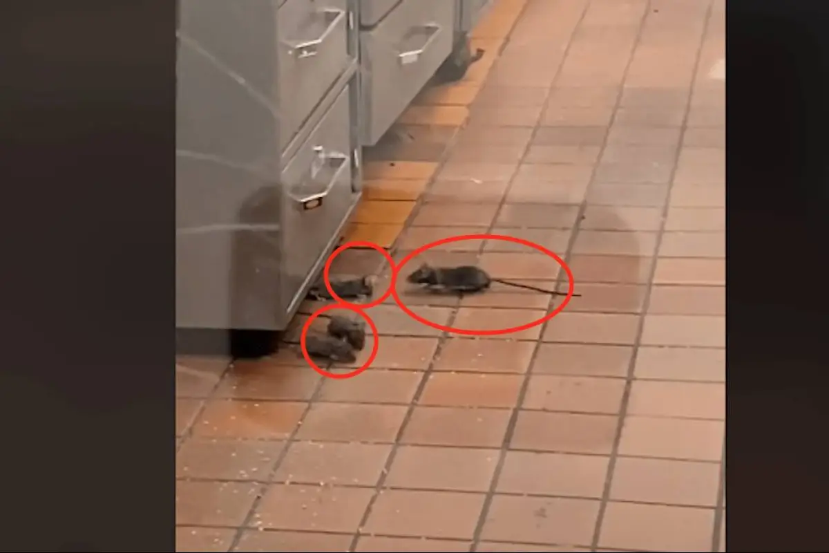 Clienta-difunde-video-de-restaurante-que-está-invadido-por-ratas-.png, 