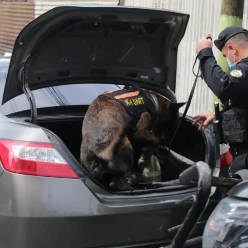 Un perro de la unidad antinarcótica K-9 (tomado del inglés cannine) fue utilizado para revisar el interior del automóvil. / Foto: PNC