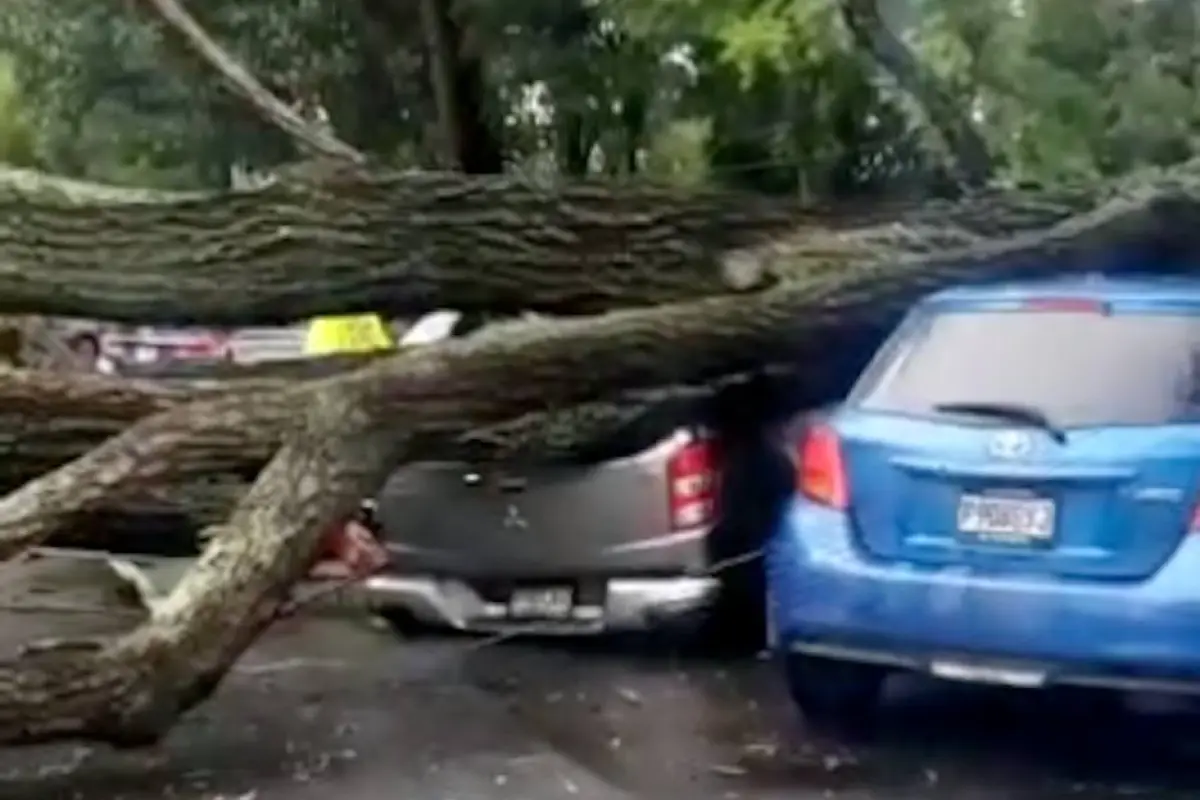 VIDEO. Enorme árbol se desploma y cae sobre varios carros en zona 2, 