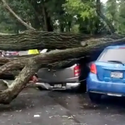 VIDEO. Enorme árbol se desploma y cae sobre varios carros en zona 2 ,