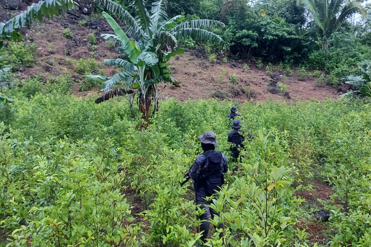 Plantación de hoja de coca en Alta Verapaz. / Foto: Ejército