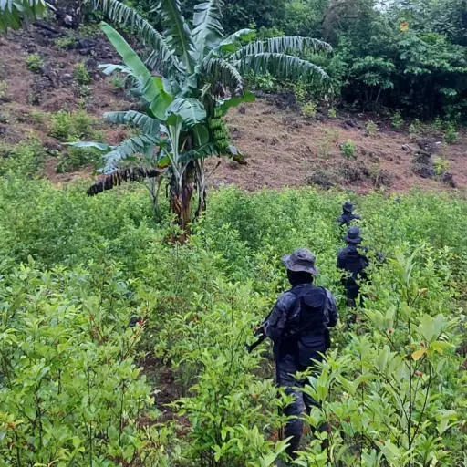 Plantación de hoja de coca en Alta Verapaz. / Foto: Ejército