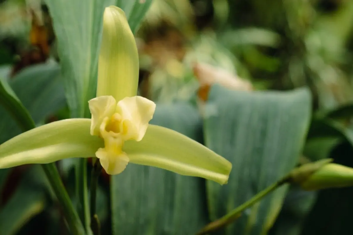 Flor Cayalá, 