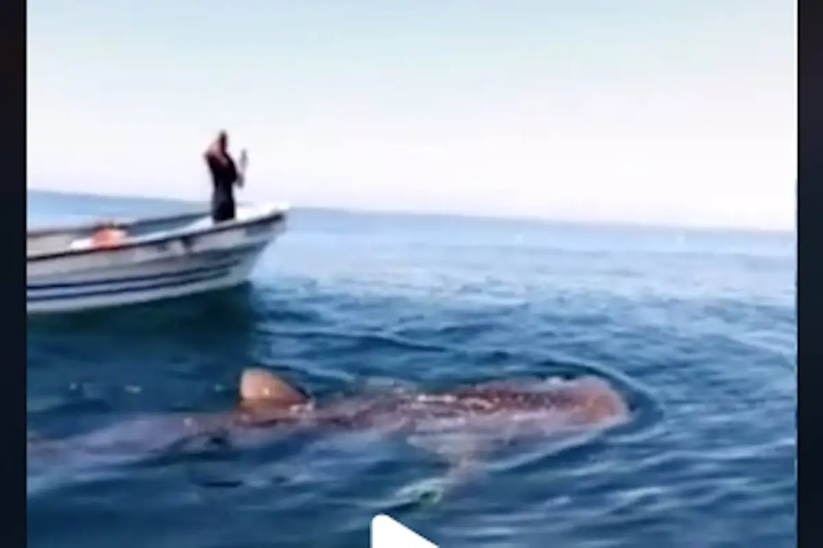 Captura de pantalla video TikTok. 