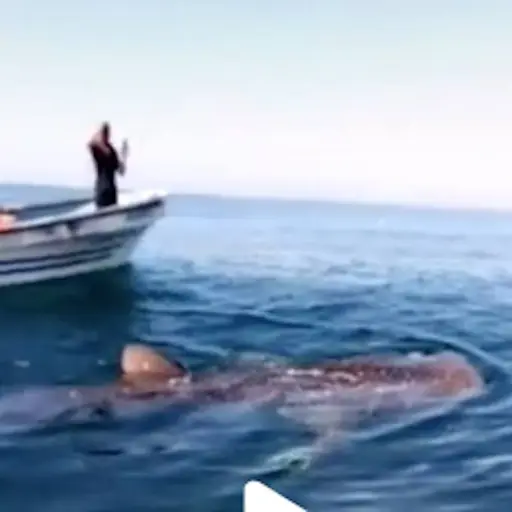 Captura de pantalla video TikTok. 