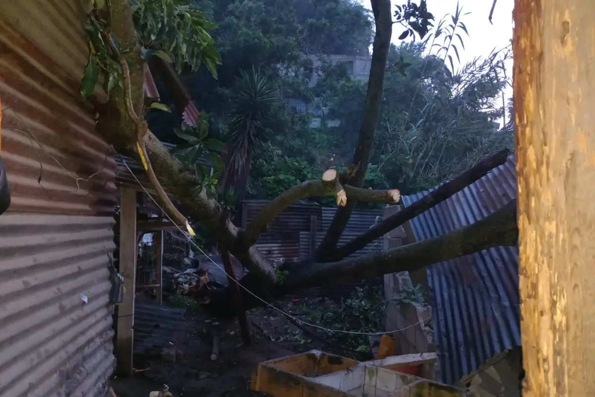 Un árbol cayó sobre una vivienda en El Gallito, zona 3 capitalina. Foto: Conred