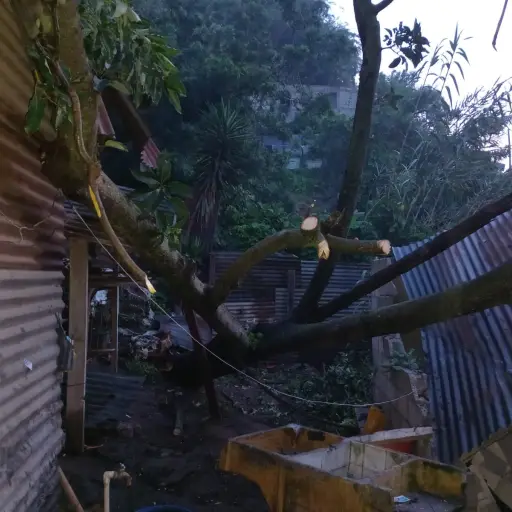 Un árbol cayó sobre una vivienda en El Gallito, zona 3 capitalina. Foto: Conred