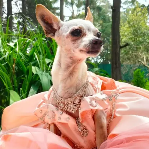 clarita-perrita-quinceanera-1 ,
