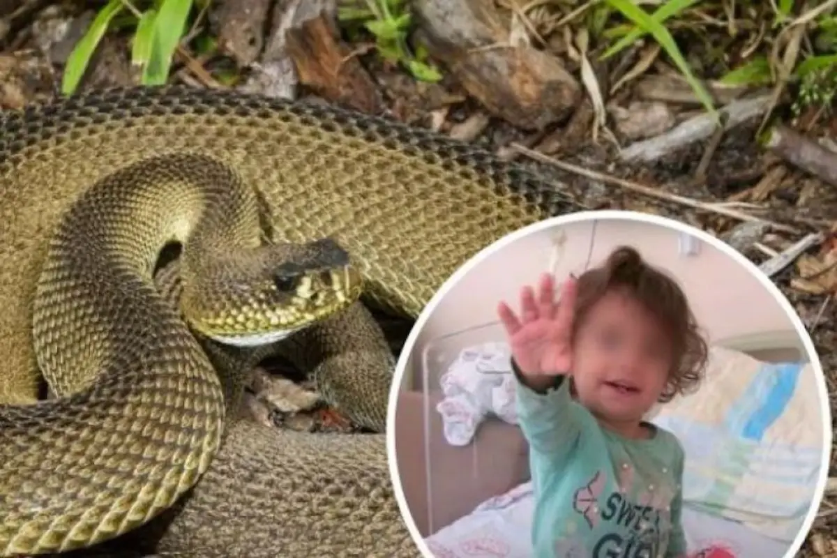 Niña de dos años mordió a serpiente que la había atacado, 