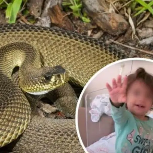 Nina de dos anos mordio a serpiente que la habia atacado ,