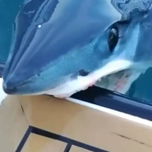 enorme tiburón salta a yate e intenta atacar a los tripulantes ,