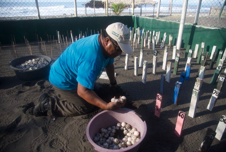 liberacion-tortugas-marinas-sipacate-escuintla-emisoras-unidas5 | 