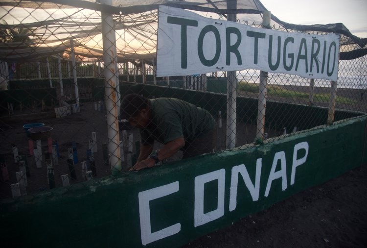 liberacion-tortugas-marinas-sipacate-escuintla-emisoras-unidas1 | 