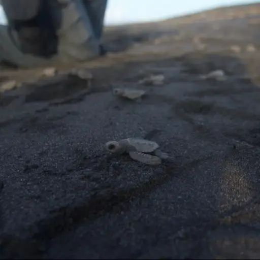 Foto: Omar Solís/EU