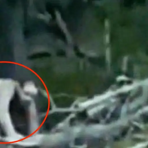 La terrorifica criatura que grabo un automovilista a la orilla de la carretera ,