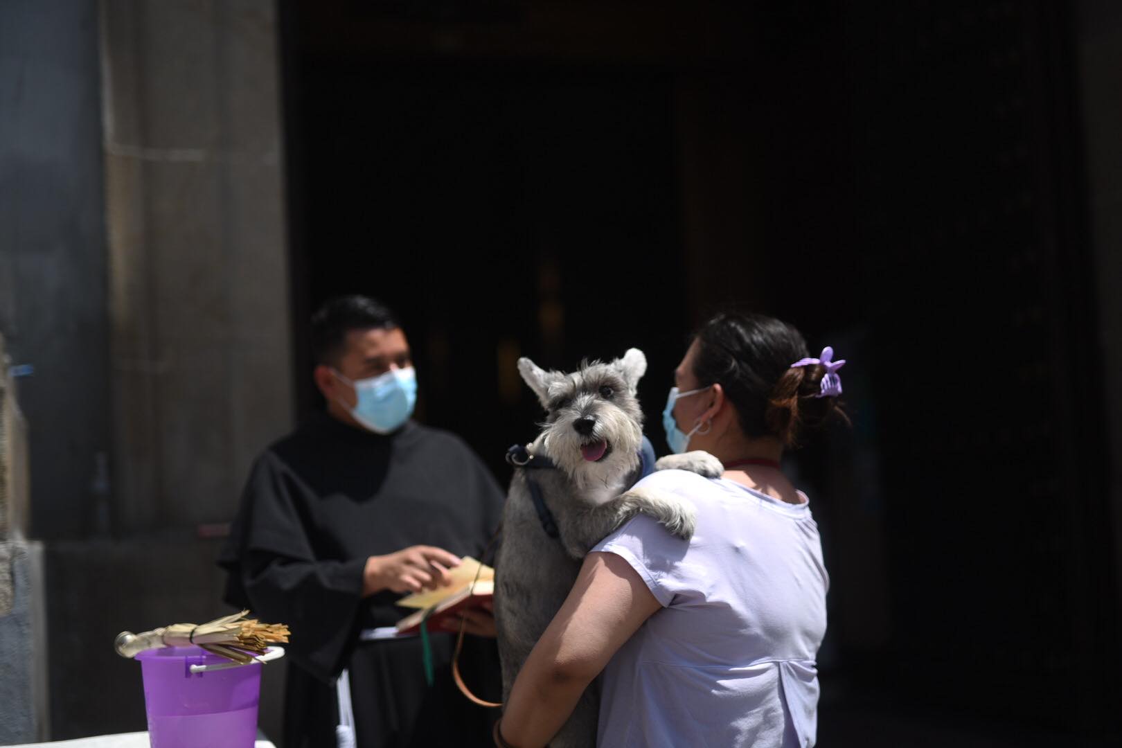 Bendición de mascotas en el histórico templo de San Francisco de Asís. | 