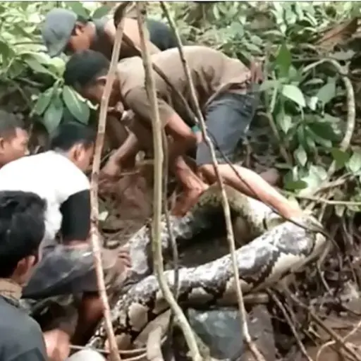 Cuerpo de una mujer desaparecida es encontrado al interior de una pitón ,