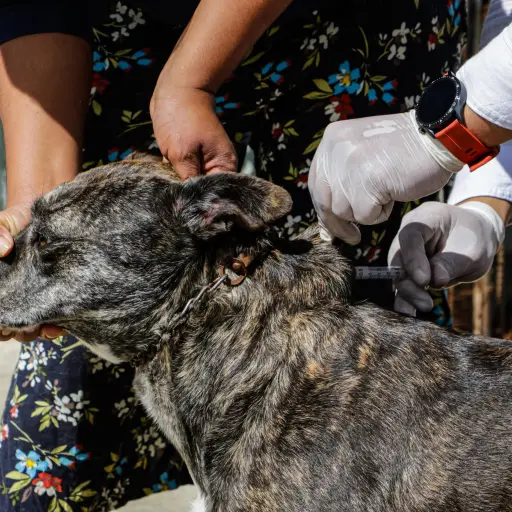 Administran dosis de la vacuna contra la rabia. / Foto: MSPAS